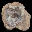 Crystal Filled Dugway Geode (Polished Half) #38861-1